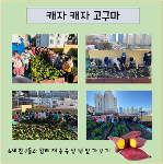 재송 텃밭 가꾸기 (고구마 수확) 상세보기