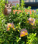 부엉이 만들기 상세보기