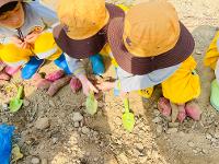 달콤한 고구마 수확하기 상세보기