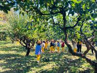 단감밭을 다녀왔어요.