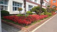영산홍 군락 상세보기