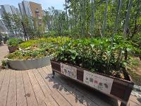 여울유치원 텃밭 조성(2025년 도시농업육성지원사업) 상세보기