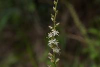 부산의 희귀식물 - 칠보치마 상세보기