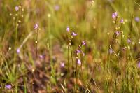 부산의 희귀식물 - 이삭귀개 상세보기