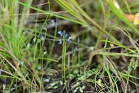 부산의 희귀식물 - 자주땅귀개 상세보기