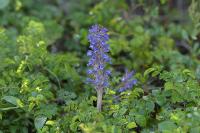 부산의 희귀식물 - 초종용 상세보기