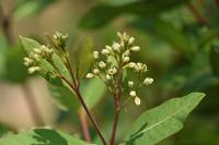 부산의 희귀식물 - 수궁초 상세보기