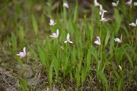 부산의 희귀식물 - 큰방울새란 상세보기