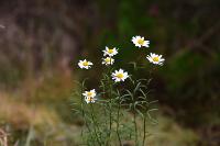 부산의 희귀식물 - 키큰산국 상세보기