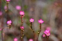 부산의 희귀식물 - 좀끈끈이주걱 상세보기