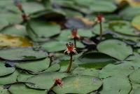 부산의 희귀식물 - 순채 상세보기