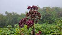 참당귀 상세보기
