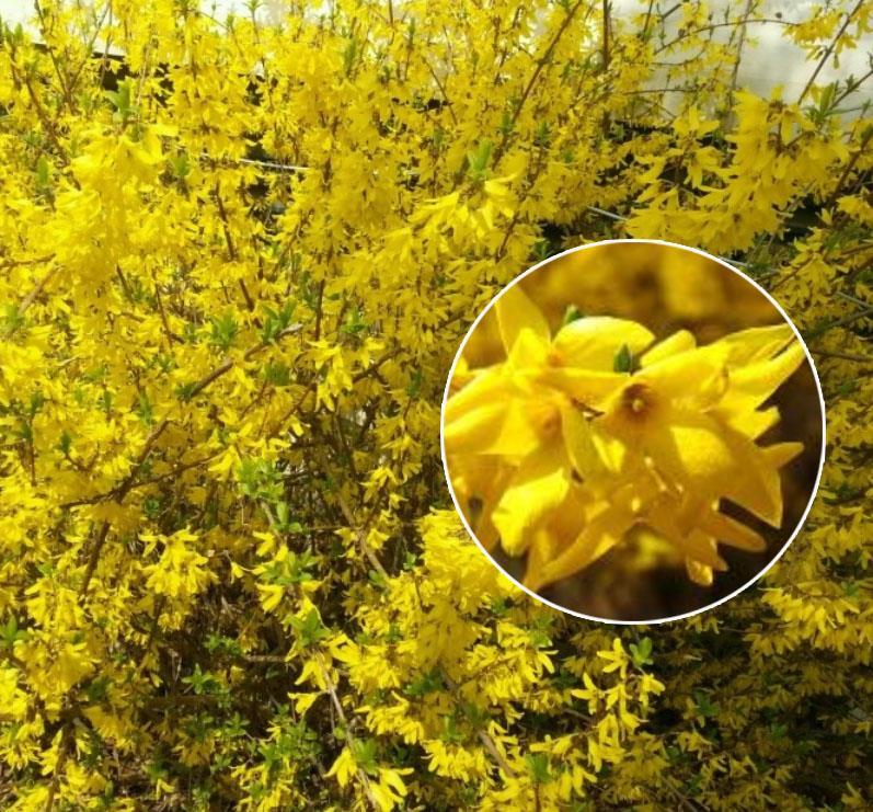 교화(개나리)