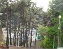 사철&nbsp;푸르고&nbsp;튼튼하게&nbsp;자라는&nbsp;소나무의&nbsp;모습은&nbsp;씩씩한&nbsp;동명어린이를&nbsp;상징하는&nbsp;나무입니다. 이미지