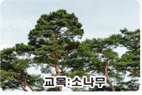 교목.jpg